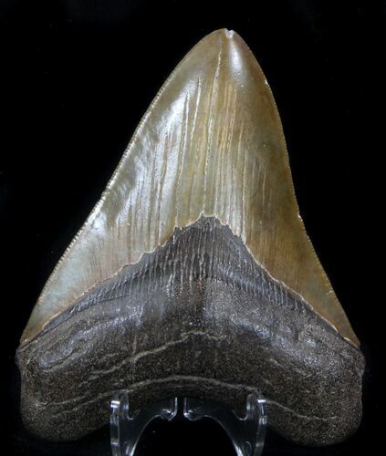 Serrated, Megalodon Tooth - Georgia #37114